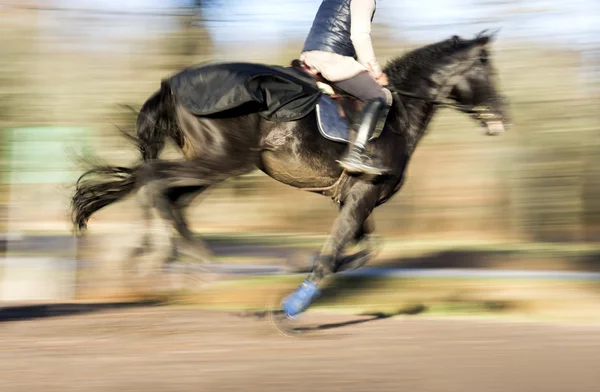 Letící černý kůň — Stock fotografie