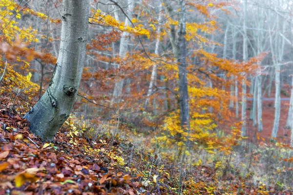 Baumstamm in herbstlicher Landschaft — Stockfoto