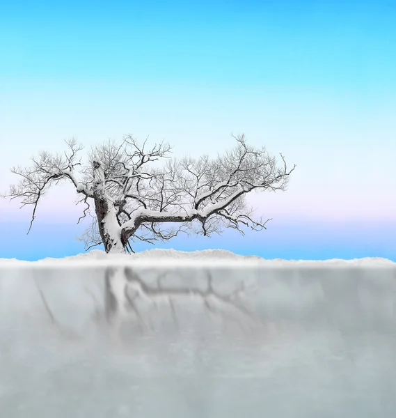 Árbol con nieve reflejada en hielo —  Fotos de Stock