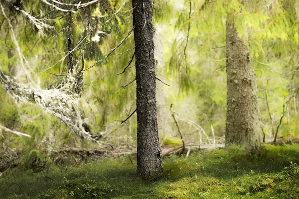 Eski kozalaklı ağaç içinde ekilmemiş boş arazi — Stok fotoğraf