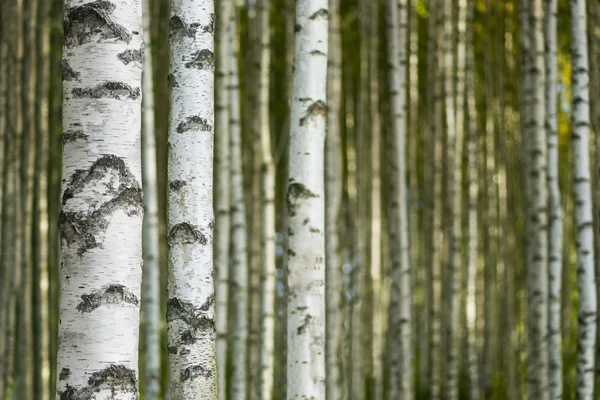 Berkenbomen als achtergrond — Stockfoto