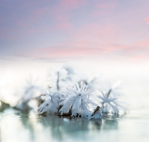 Кристали льоду на маленькій рослині — стокове фото