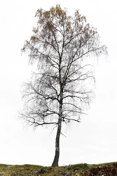 Björkträd på hösten — Stockfoto