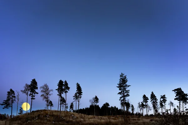 Träd på natten med fullmåne — Stockfoto