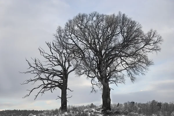 Oak trees in winter — Stock Photo, Image