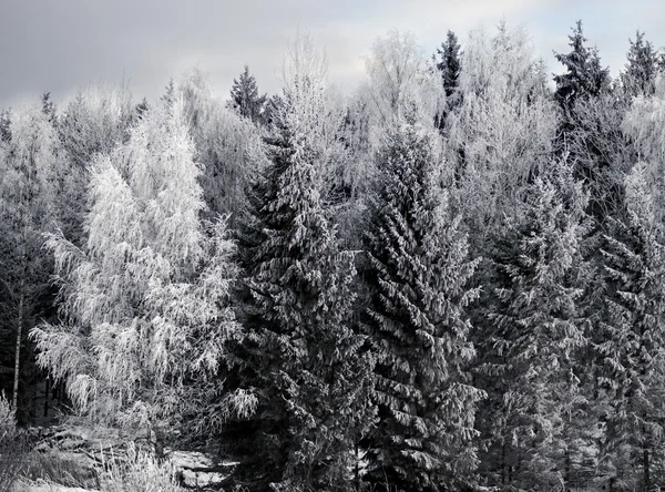 Träd med rimfrost frost — Stockfoto