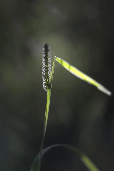 Primo piano di erba timothy — Foto Stock