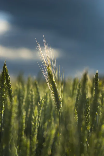 Борошно пшеничне в sunshine — стокове фото