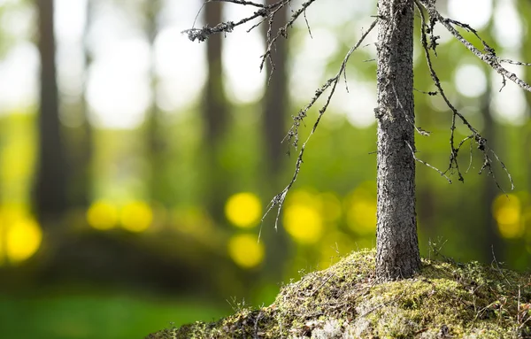 Kmen břízy v krásné večerní světlo — Stock fotografie