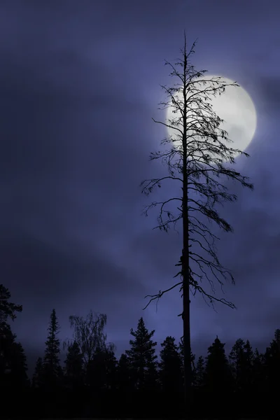 Dry tree on dark sky with moon — Stock Photo, Image