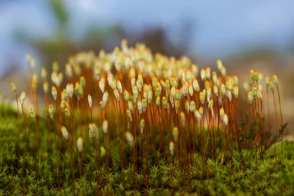 Musgo chapéu de cabelo na floresta escandinava — Fotografia de Stock