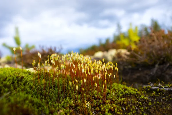 Vlasy čepici mech v lese skandinávské — Stock fotografie