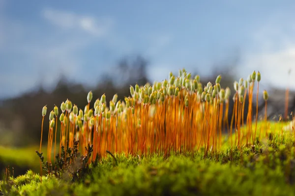 Musgo chapéu de cabelo na floresta escandinava — Fotografia de Stock