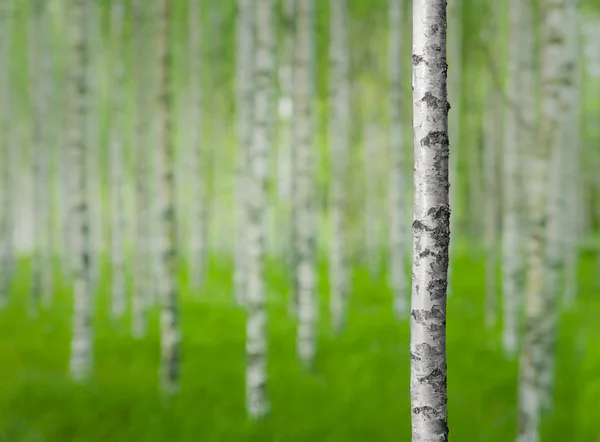 Birch tree in forest — Stock Photo, Image