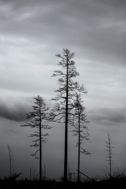 Ağaçlar sonra orman yangını