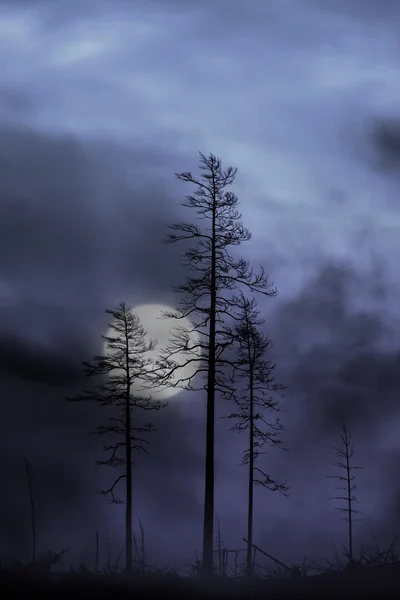 Trees in full moon — Stock Photo, Image