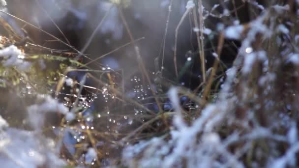 Pequena planta com gelo como diamantes — Vídeo de Stock