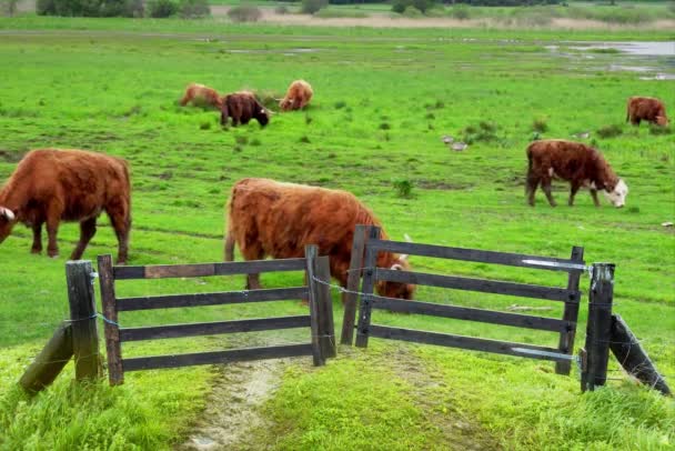 Grazing Scottish Highland vacas — Vídeo de Stock