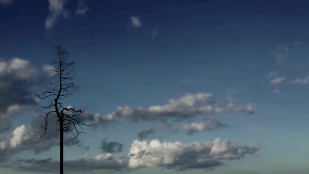 Голое дерево на голубом небе — стоковое видео