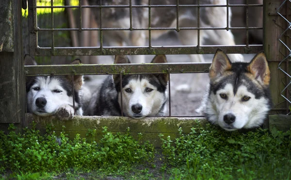 Siberische husky honden — Stockfoto