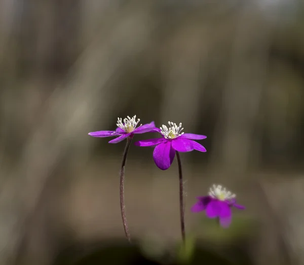 Nahaufnahme von Anemone hepatica — Stockfoto