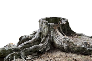 Old weathered tree stump clipart