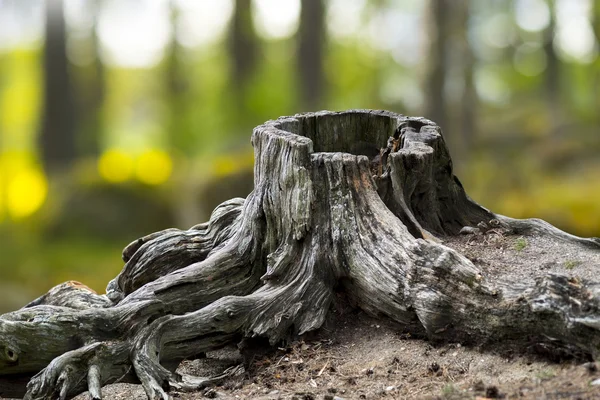 Eski yıpranmış ağaç kütüğü — Stok fotoğraf