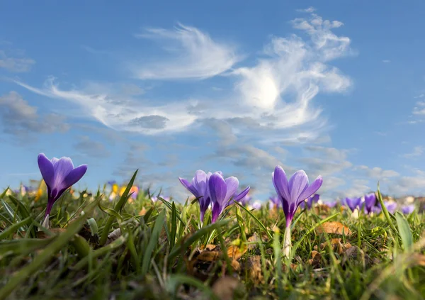 Purple crocuses on blue sky — Stock Photo, Image