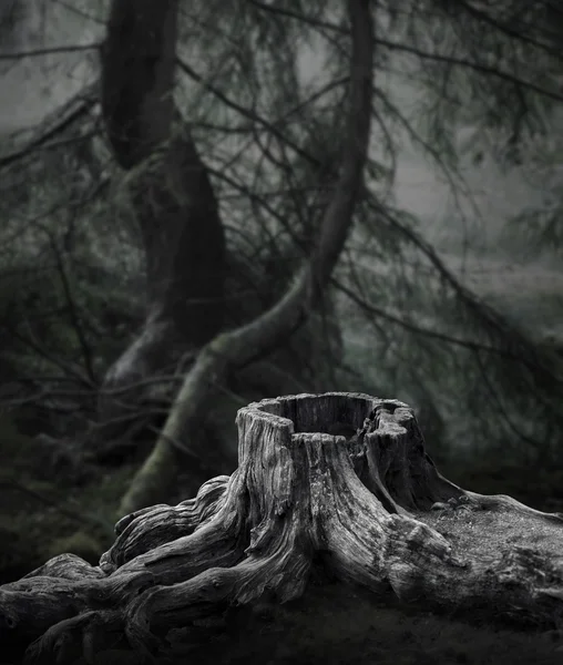 Floresta escura com toco de árvore velha — Fotografia de Stock
