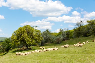 Taze yeşil çimenlerin üzerinde güneşli alan, mavi gökyüzü ışık beyaz bulutlar ile