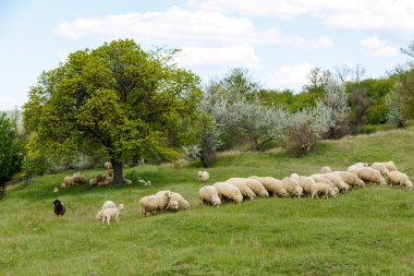 Taze yeşil çimenlerin üzerinde güneşli alan, mavi gökyüzü ışık beyaz bulutlar ile