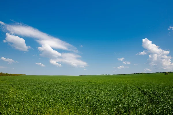 Erba fresca verde su campo soleggiato, cielo blu con nuvole bianche chiare — Foto Stock