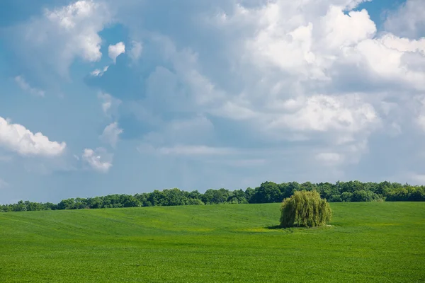 Erba fresca verde su campo soleggiato, cielo blu con nuvole bianche chiare — Foto Stock