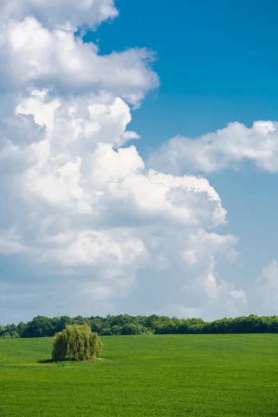 Erba fresca verde su campo soleggiato, cielo blu con nuvole bianche chiare — Foto Stock