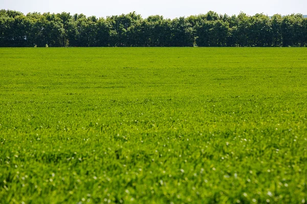 Erba fresca verde su campo soleggiato, cielo blu con nuvole bianche chiare — Foto Stock