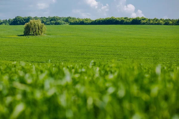 Erba fresca verde su campo soleggiato, cielo blu con nuvole bianche chiare — Foto Stock