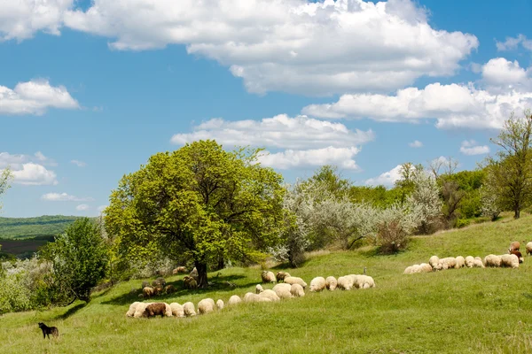 Herbe verte fraîche sur un champ ensoleillé, ciel bleu avec des nuages blancs clairs — Photo