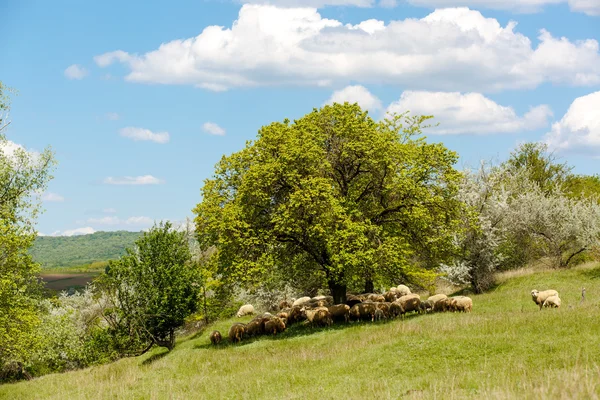 Herbe verte fraîche sur un champ ensoleillé, ciel bleu avec des nuages blancs clairs — Photo