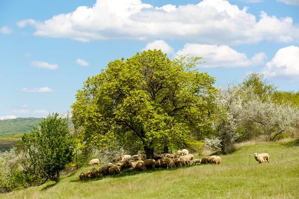 Grama verde fresca no campo ensolarado, céu azul com nuvens brancas claras — Fotografia de Stock