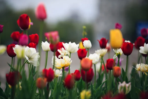 Blumen — Stockfoto