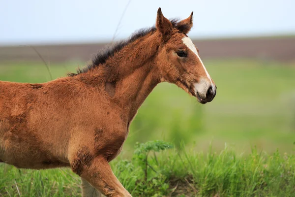 Course de chevaux — Photo