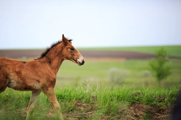 Horse racing — Stock Photo, Image