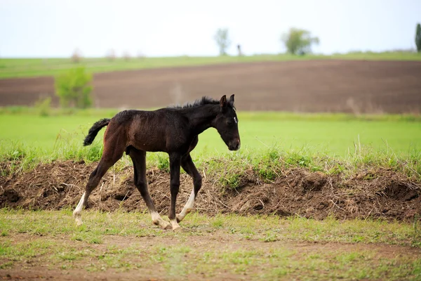 Horse racing — Stock Photo, Image