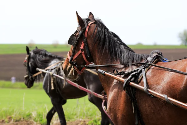 Course de chevaux — Photo