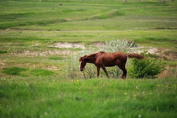 Course de chevaux — Photo