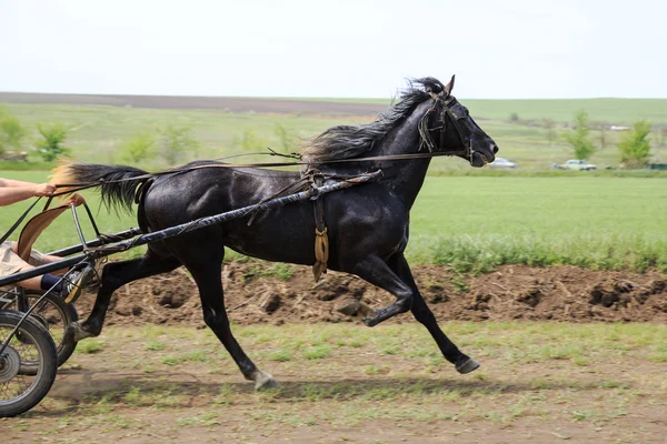 At yarışı — Stok fotoğraf