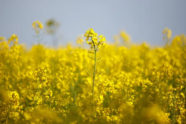 Fiori di colza — Foto Stock