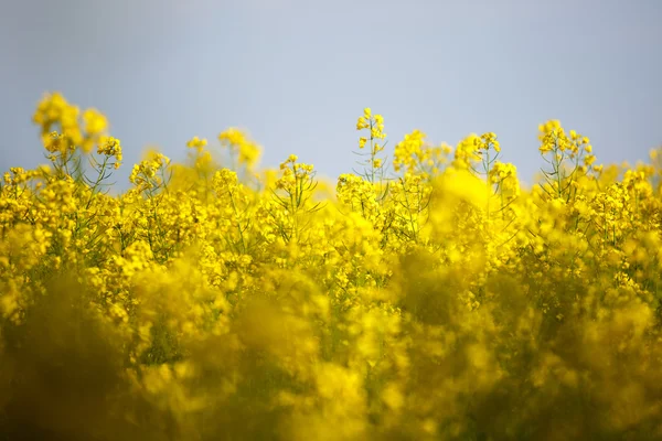 Fiori di colza — Foto Stock