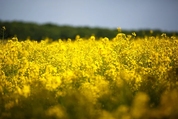 Fiori di colza — Foto Stock