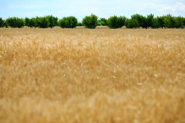 Orecchie di frumento — Foto Stock